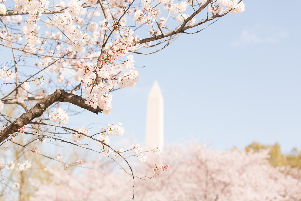 Tips to See DC Cherry Blossoms by Virginia wedding photographer Sarah Botta Photography