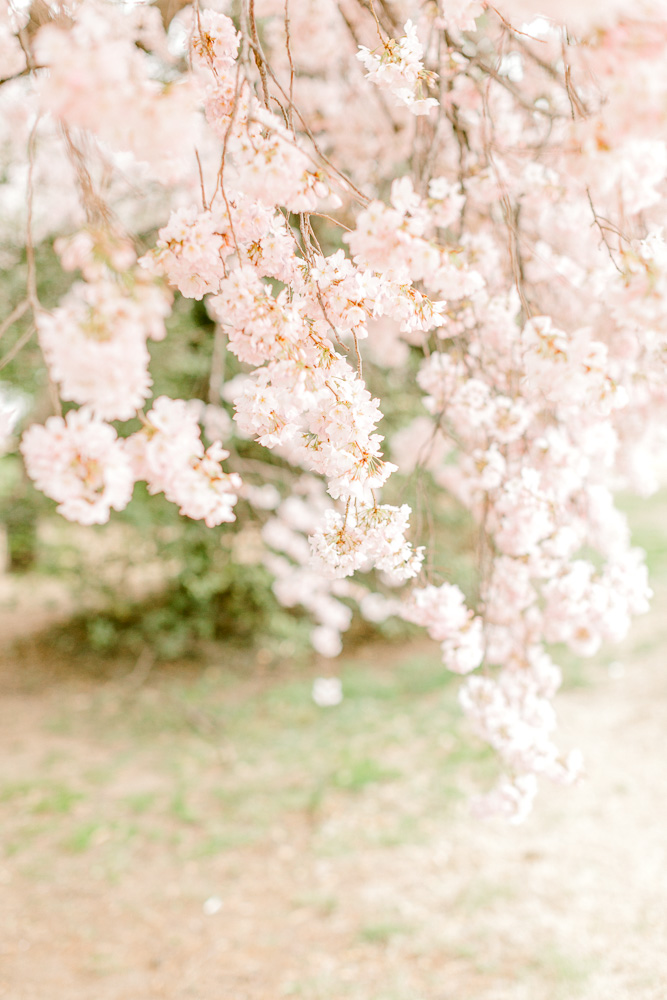 Tips to See DC Cherry Blossoms by Virginia wedding photographer Sarah Botta Photography